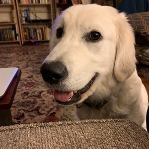 Meet your Posher, Lauren muriel